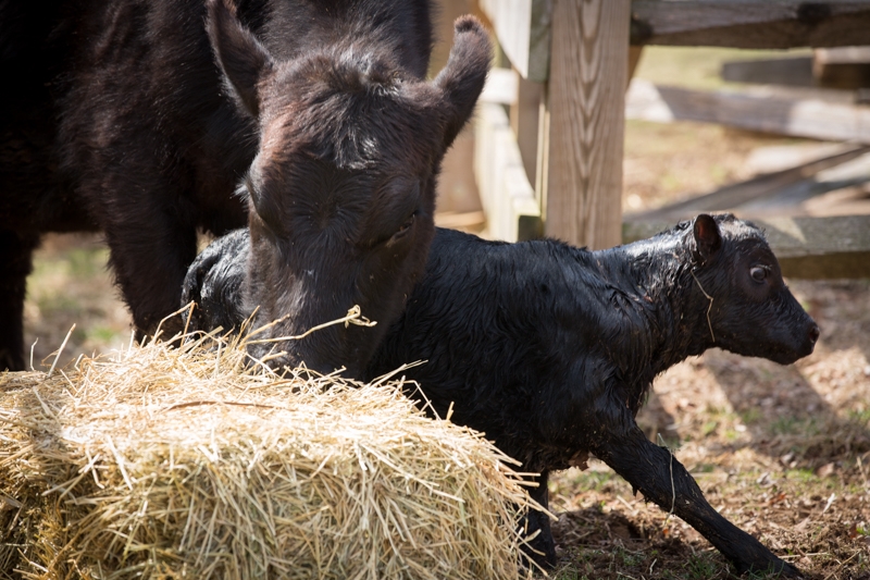 Nancy Coe Photography-10_76A1669