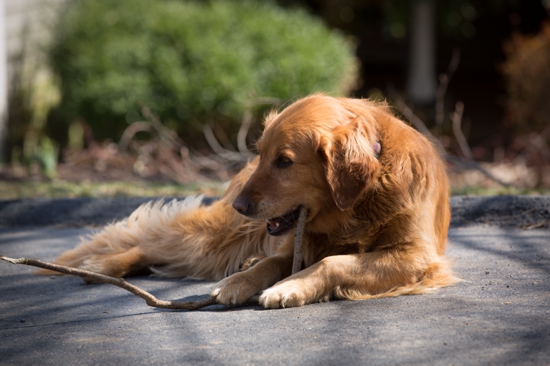 Nancy Coe Photography-11_76A1780