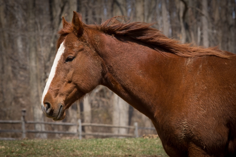 Nancy Coe Photography-12_76A1726
