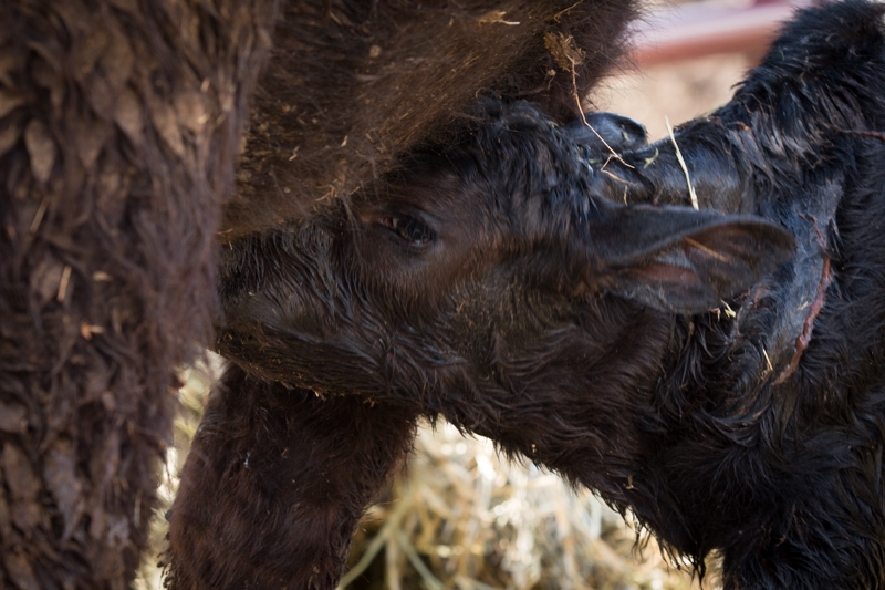 Nancy Coe Photography-17_76A1672