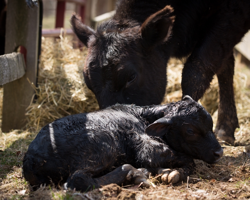 Nancy Coe Photography-22_76A1708