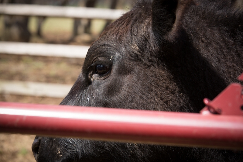 Nancy Coe Photography-24_76A1687