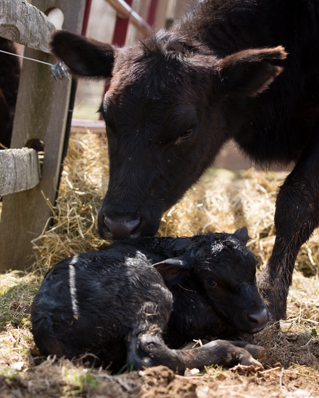 Nancy Coe Photography-25_76A1712
