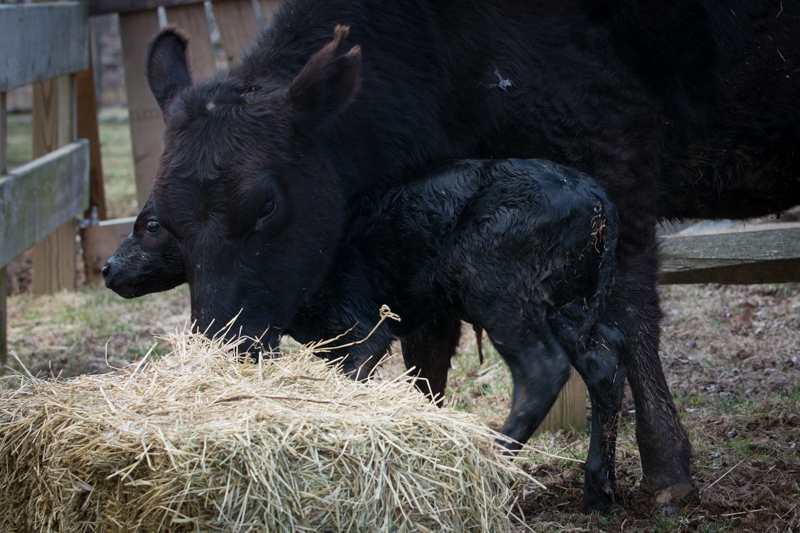 Nancy Coe Photography-26_76A1660