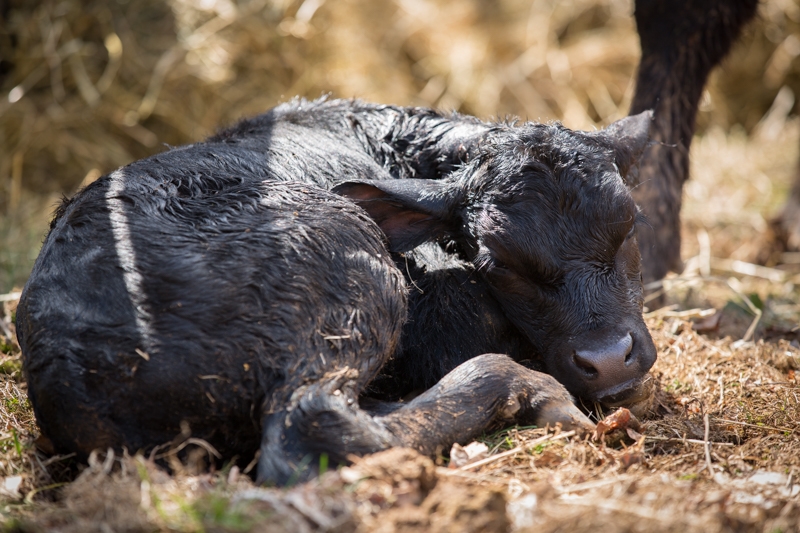 Nancy Coe Photography-27_76A1714