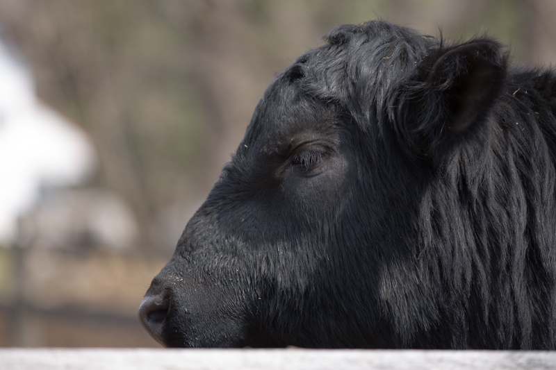 Nancy Coe Photography-30_76A1750
