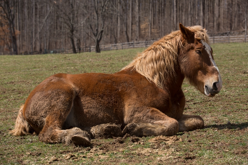 Nancy Coe Photography-31_76A1738