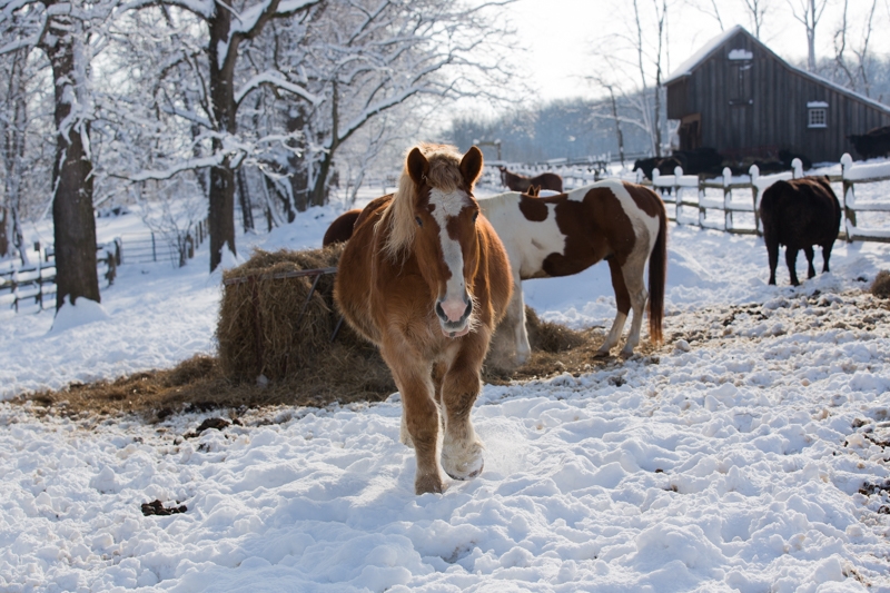 Nancy Coe Photography-37_-88