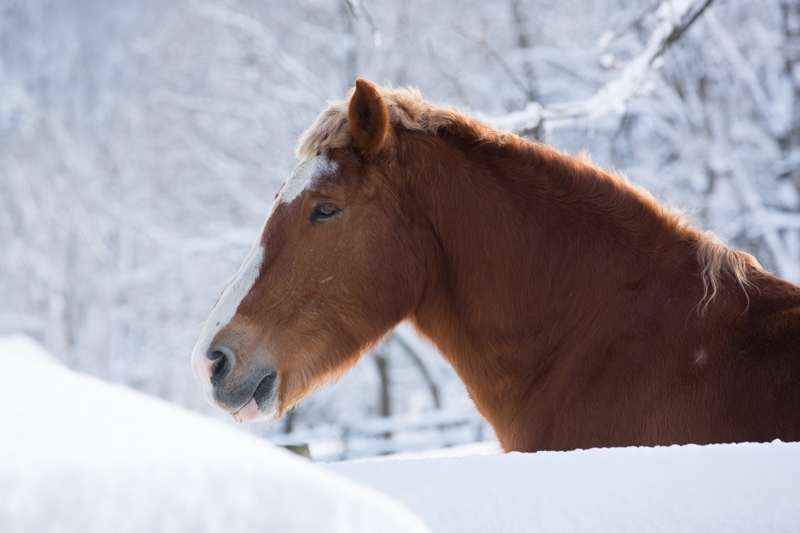 Nancy Coe Photography-39_-101