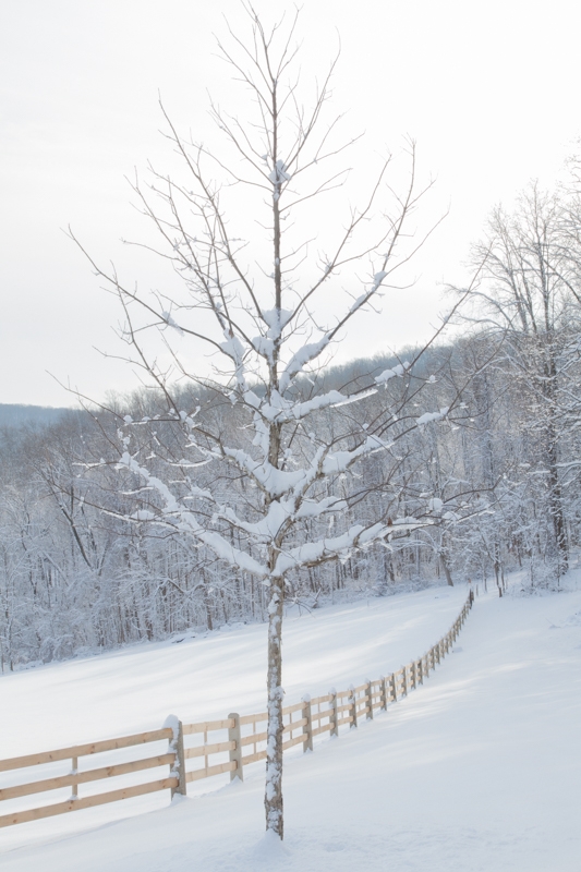 Nancy Coe Photography-40_-381