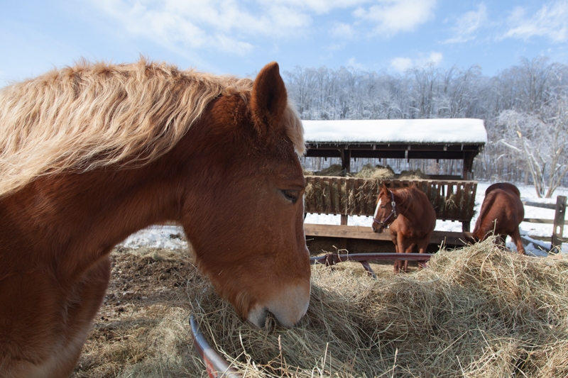 Nancy Coe Photography-49_-535