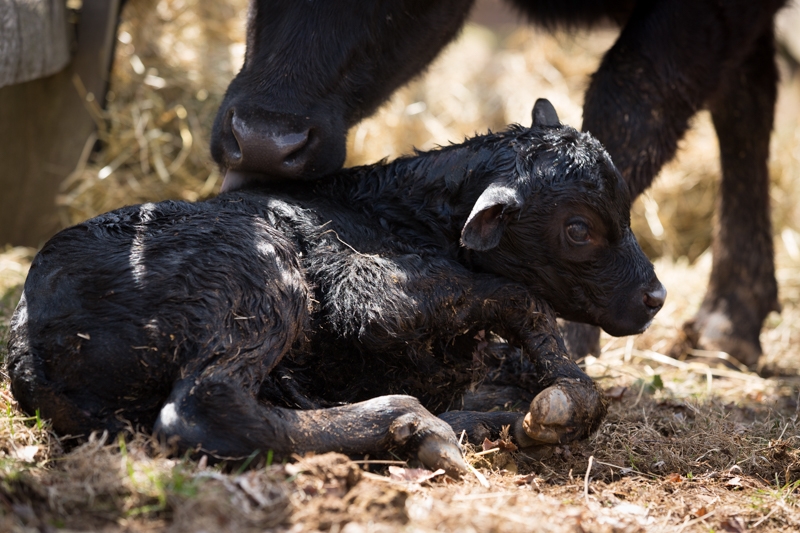 Nancy Coe Photography-4_76A1711