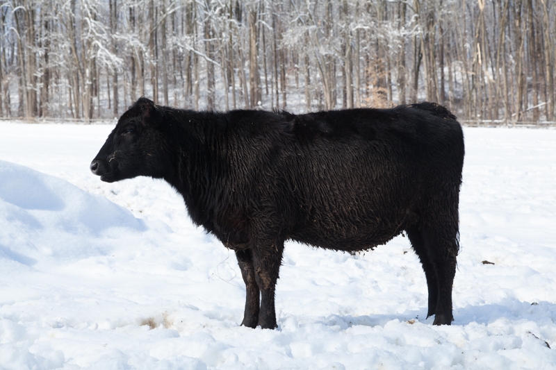 Nancy Coe Photography-50_-542