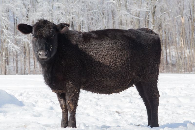 Nancy Coe Photography-51_-545