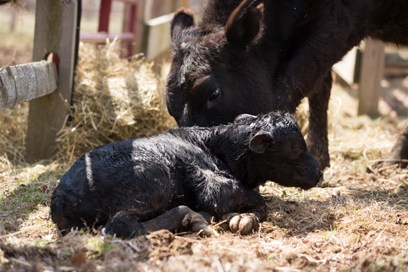 Nancy Coe Photography-60_76A1706