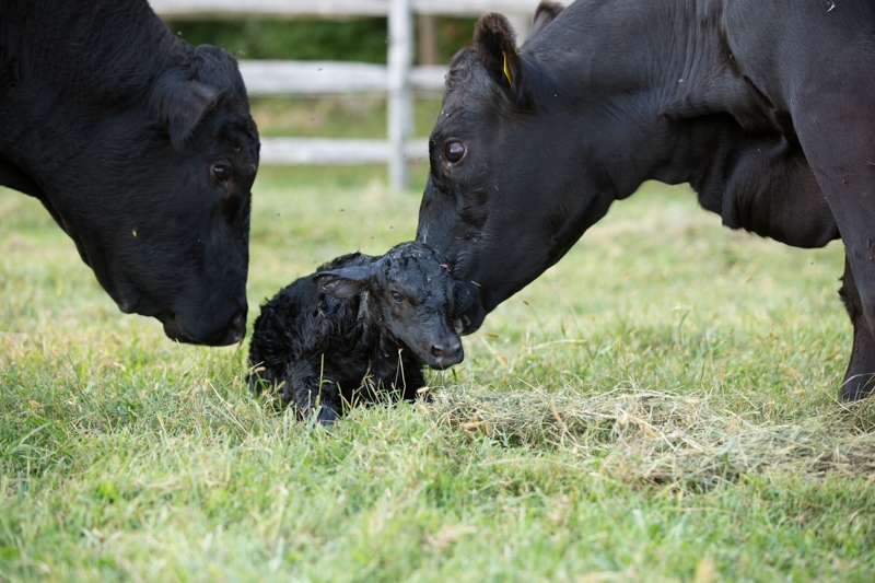 Nancy Coe Photography-64_76A0142