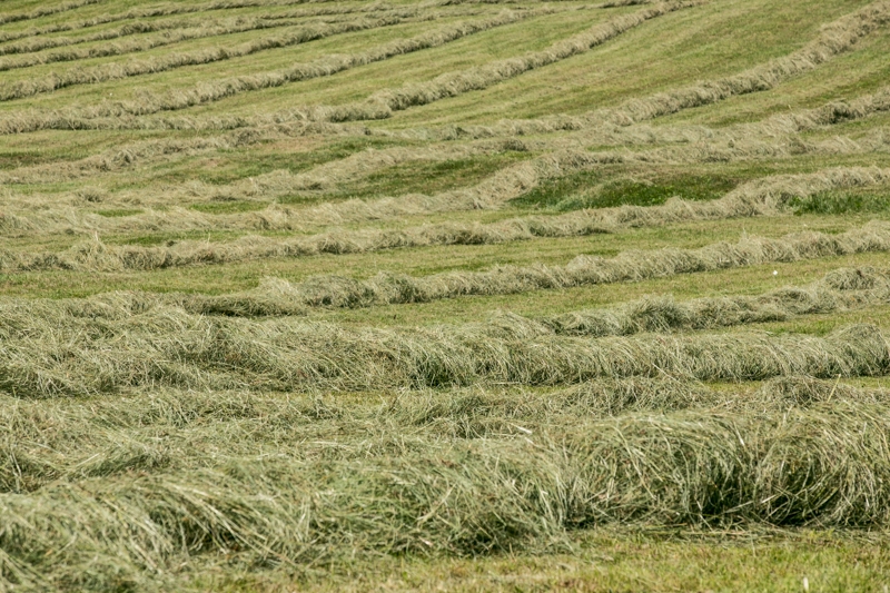 Nancy Coe Photography-12_76A5233