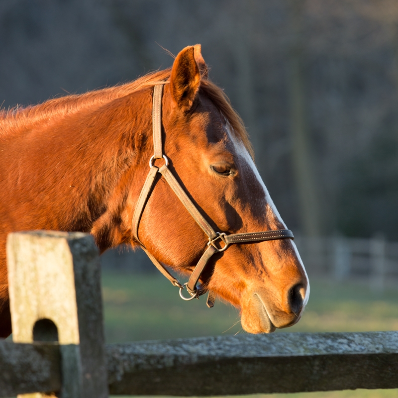 Nancy Coe Photography-15_76A4159