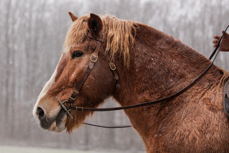 Nancy Coe Photography-21_MG_8172