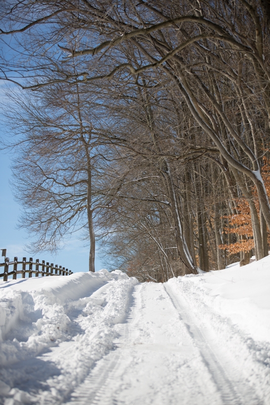 Nancy Coe Photography-27_76A4459