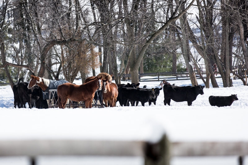 Nancy Coe Photography-29_76A4512