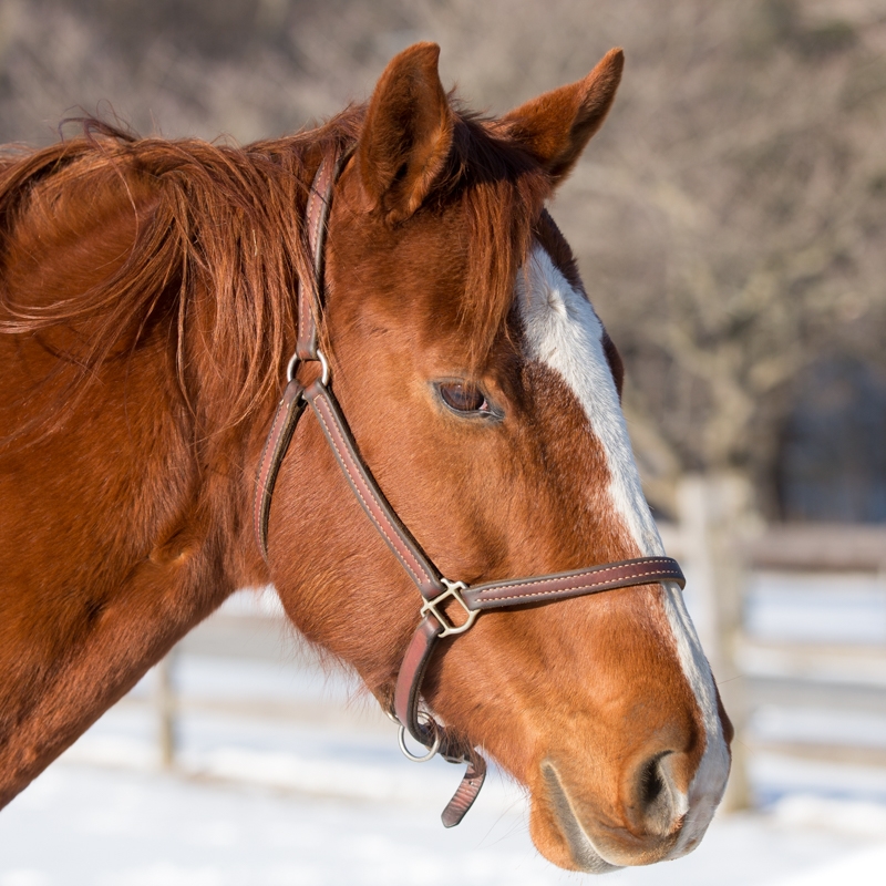 Nancy Coe Photography-5_76A4050