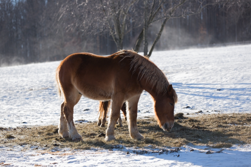 Nancy Coe Photography-6_76A4052