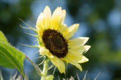 ncphotography-20130710