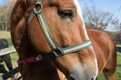 ncphotography-20132486